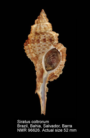 Siratus coltrorum.jpg - Siratus coltrorum (Vokes,1990)